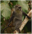 Sykes monkey - Photo: M. Menegon