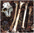Bones - Photo: Andrew Perkin