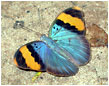 Butterfly - Photo: Nike Doggart
