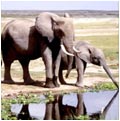 Elephants - Photo: KWS