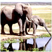 Elephants - Photo: KWS