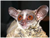 Galago - photo: Nike Doggart